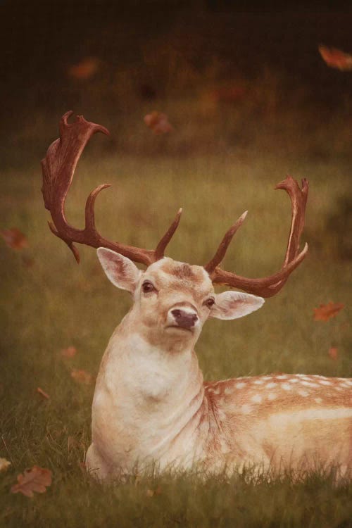 Deer With Autumn Leaves