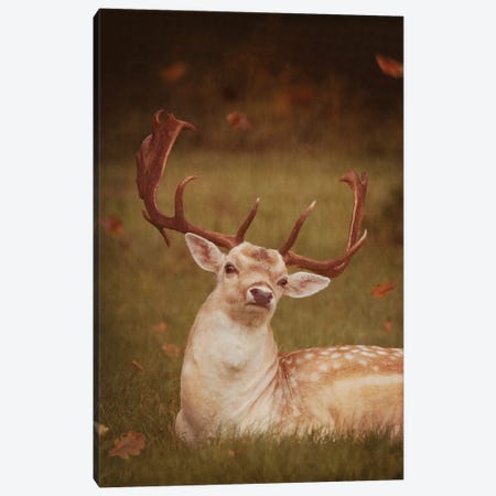 Deer With Autumn Leaves Canvas Print #RBM16} by Ros Berryman Canvas Art Print