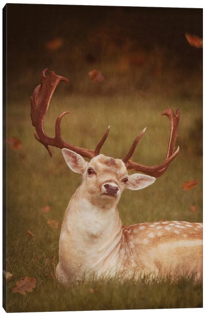 Deer With Autumn Leaves Canvas Art Print - Ros Berryman