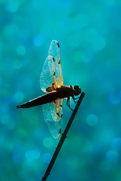 Dragonfly by Ros Berryman framed canvas print