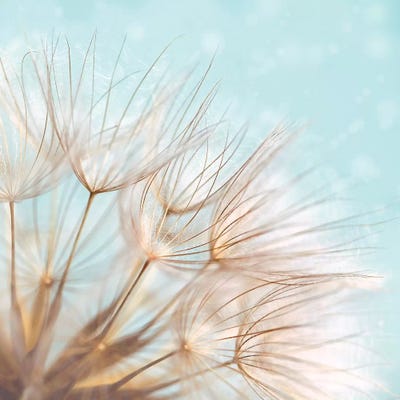 Duck Egg Dandelion by Ros Berryman framed canvas print