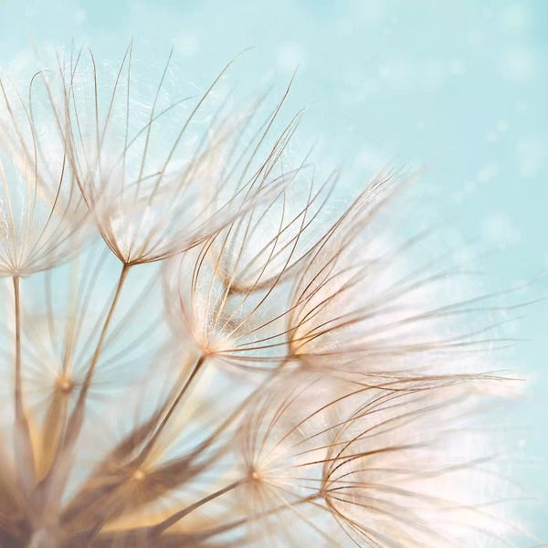 Dandelions: Duck Egg Dandelion by Ros Berryman