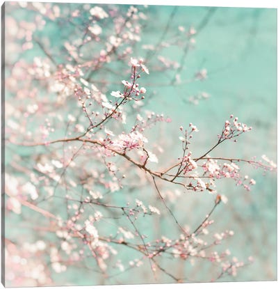 Early Spring Time Canvas Art Print - Cherry Blossom Art