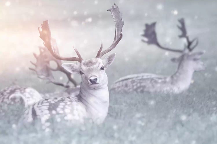 Fallow Deer by Ros Berryman wall art