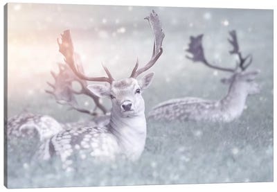 Fallow Deer Canvas Art Print - Ros Berryman