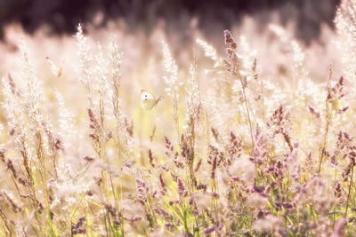 Field Of Dreams by Ros Berryman canvas print