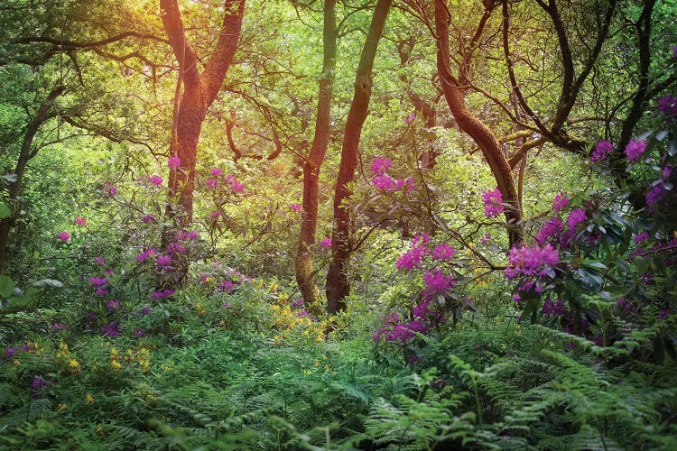 Forest Flowers