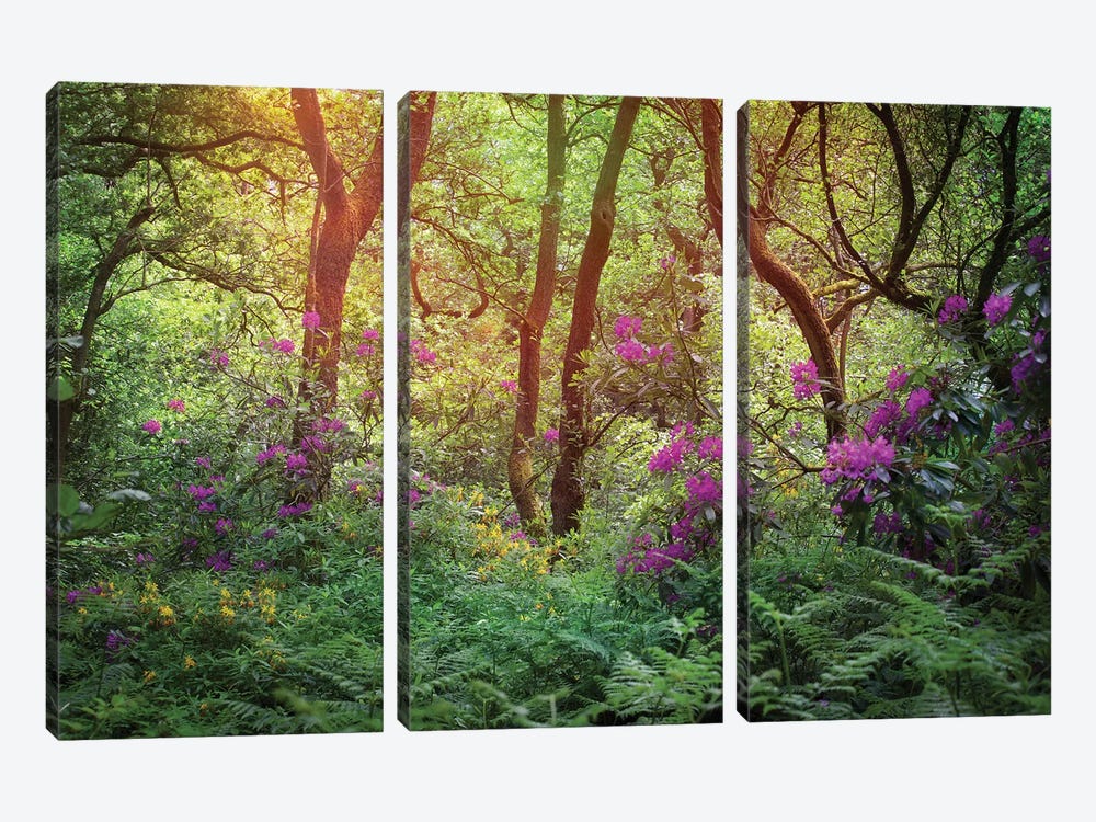 Forest Flowers by Ros Berryman 3-piece Canvas Print