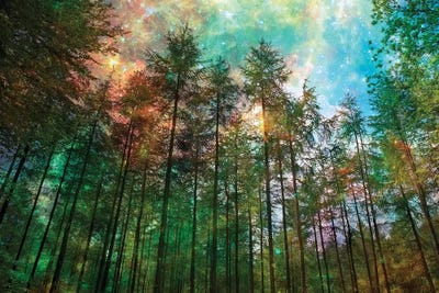 Forest Glow by Ros Berryman framed canvas print