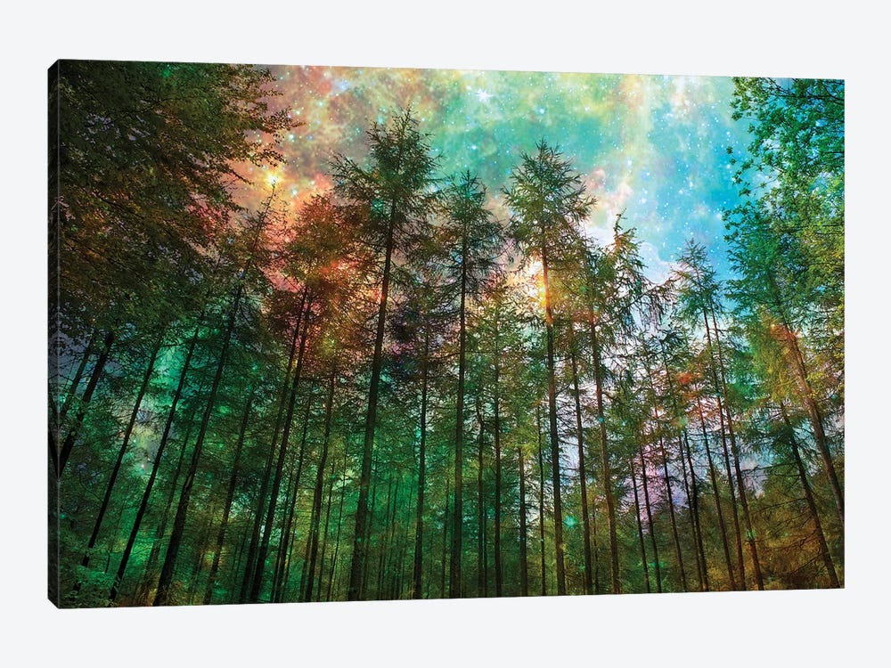 Forest Glow by Ros Berryman 1-piece Canvas Wall Art