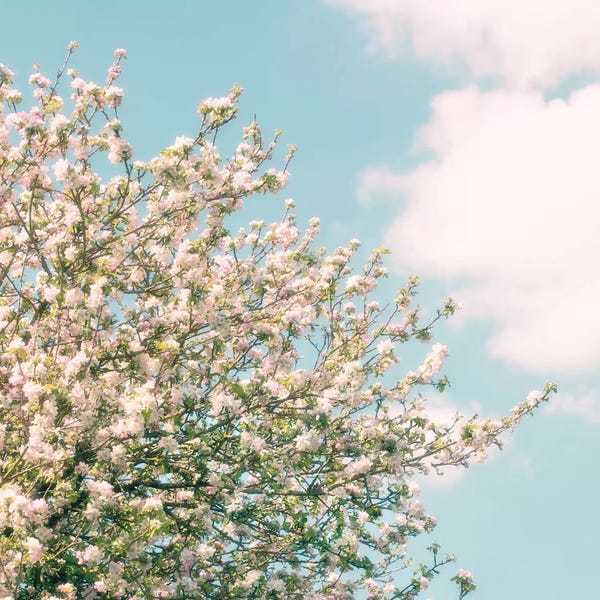 Apple Blossoms: Apple Blossom Time by Ros Berryman