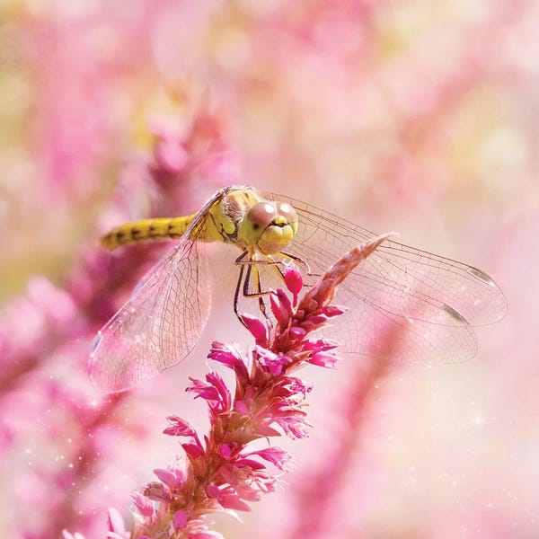 Ros Berryman: Happy Dragonfly by Ros Berryman