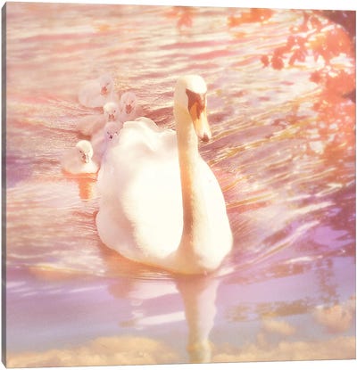 Mother Swan And Brood Canvas Art Print - Swan Art