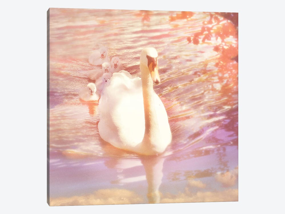 Mother Swan And Brood by Ros Berryman 1-piece Canvas Print