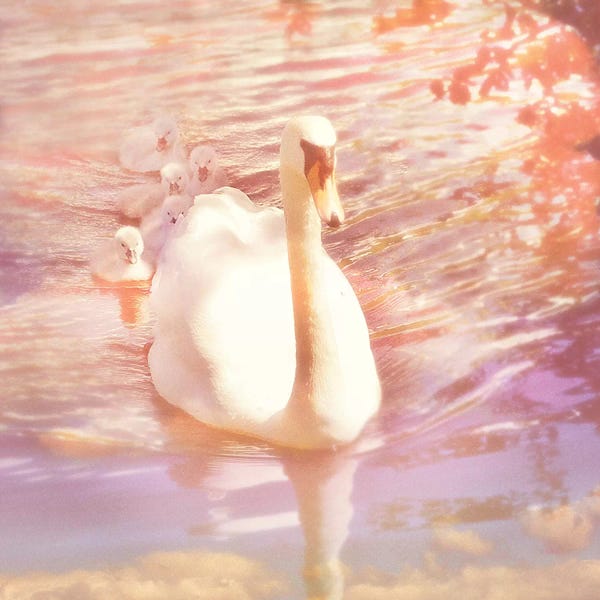 Swans: Mother Swan And Brood by Ros Berryman