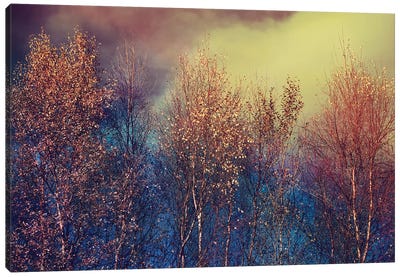 Natures Changing Moods Canvas Art Print - Trees in Transition