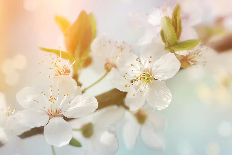 Pear Blossom