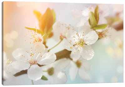 Pear Blossom Canvas Art Print - Ros Berryman