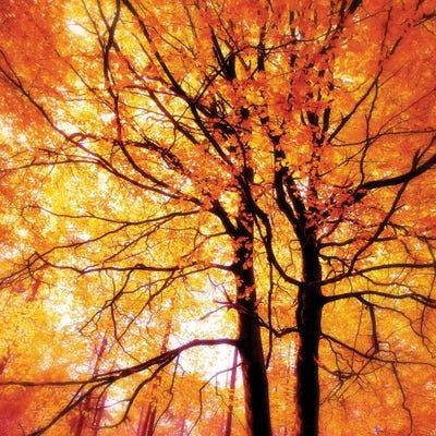 Autumn Glory by Ros Berryman canvas print