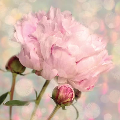 Peony Buds by Ros Berryman framed canvas print