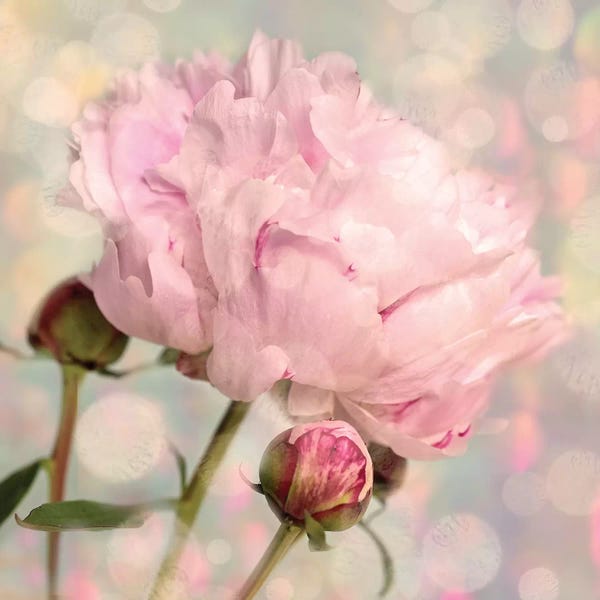Peonies: Peony Buds by Ros Berryman