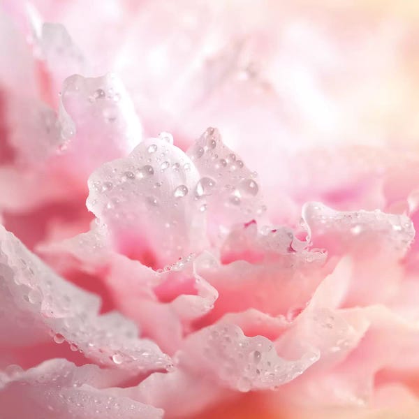 Peonies: Peony Frills by Ros Berryman