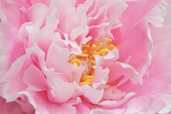 Peonies: Peony Petals by Ros Berryman