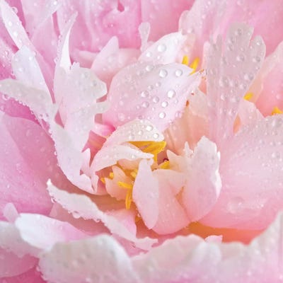 Peony Unfurled by Ros Berryman framed canvas print