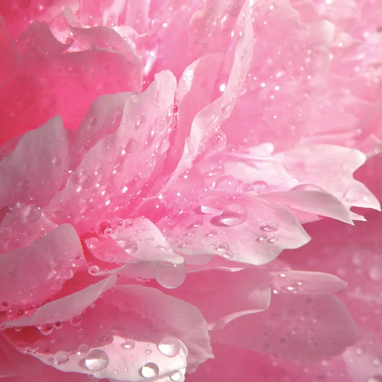 Peony With Raindrops