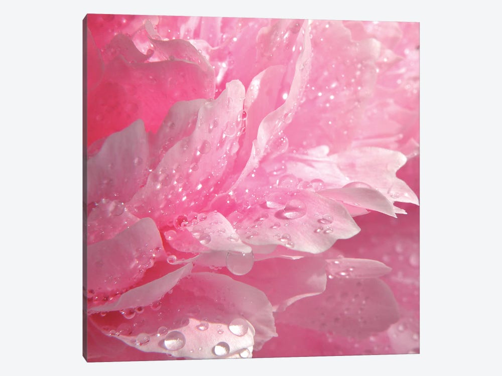 Peony With Raindrops by Ros Berryman 1-piece Canvas Art