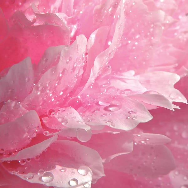 Peonies: Peony With Raindrops by Ros Berryman
