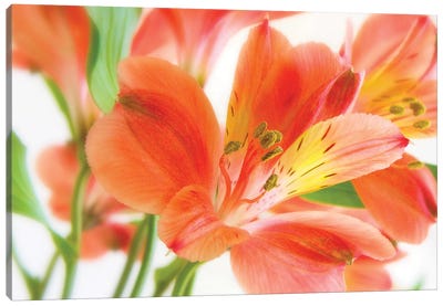Peruvian Lilies Canvas Art Print - Lily Art