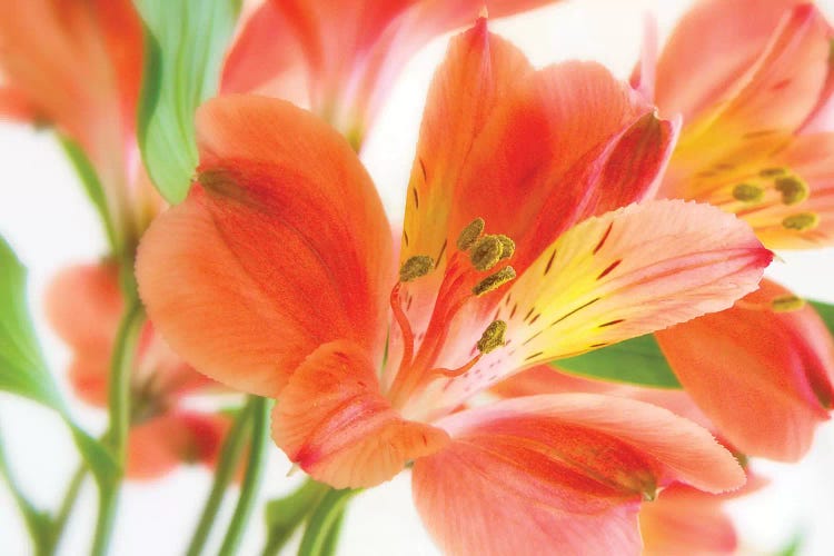 Peruvian Lilies