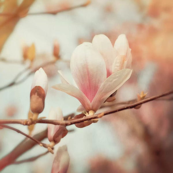 Magnolias: Pink Magnolia by Ros Berryman