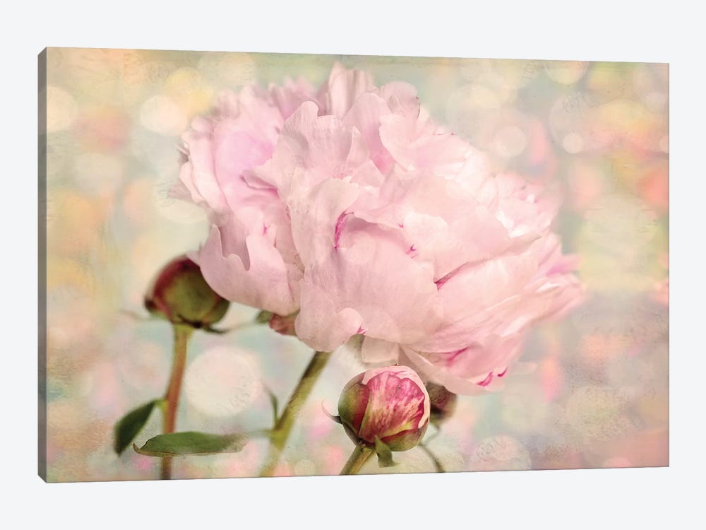 Pink Peony by Ros Berryman 1-piece Canvas Wall Art