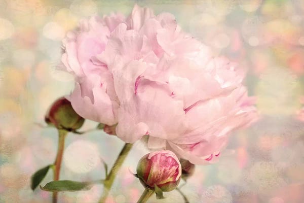 Peonies: Pink Peony by Ros Berryman