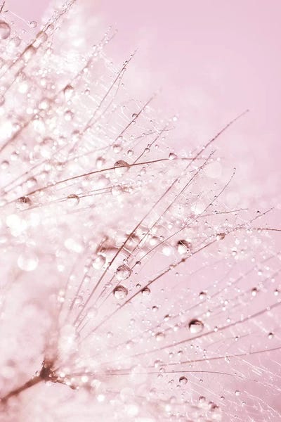 Pink Sparkles by Ros Berryman framed canvas print