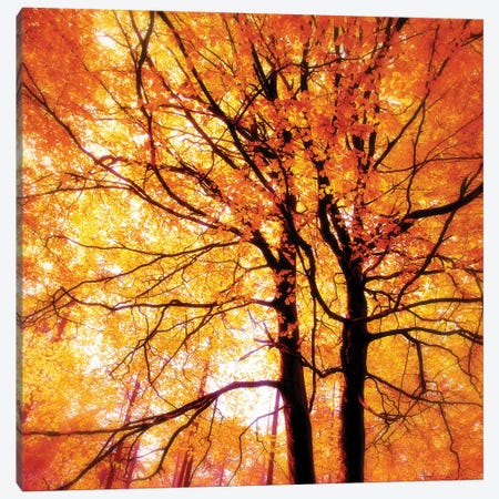 Autumn Glory Canvas Print #RBM4} by Ros Berryman Art Print
