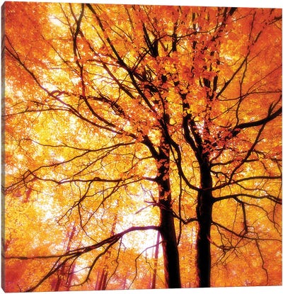 Autumn Glory Canvas Art Print - Tree Close-Up Art
