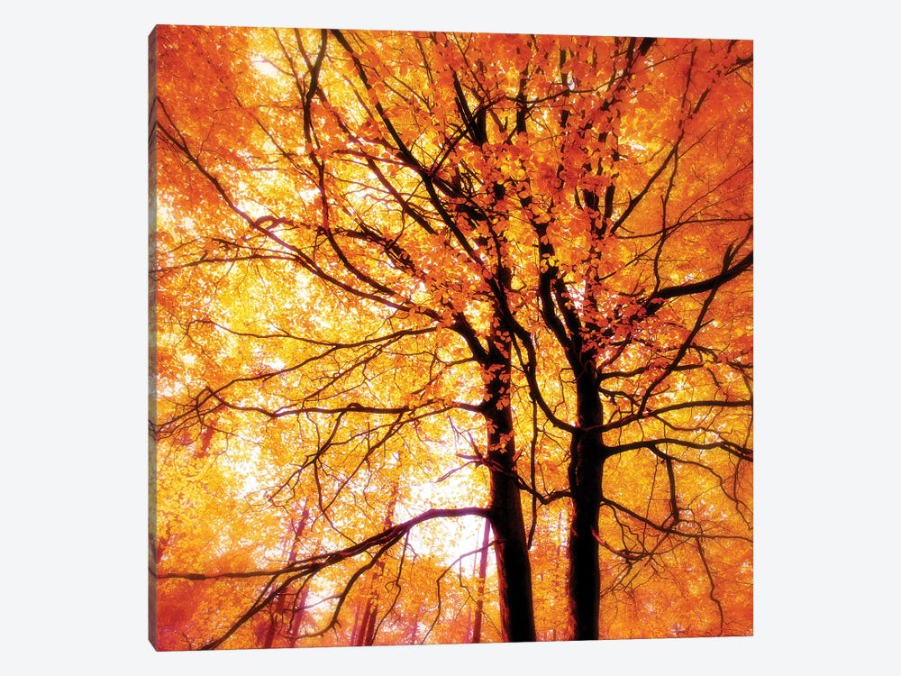Autumn Glory by Ros Berryman 1-piece Canvas Art Print