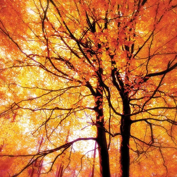 Tree Close-Ups: Autumn Glory by Ros Berryman