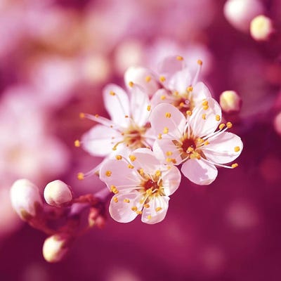 Plum Blossom by Ros Berryman framed canvas print