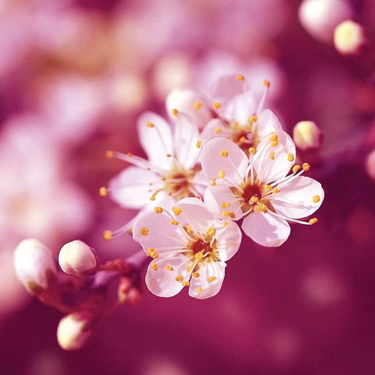 Plum Blossom by Ros Berryman wall art