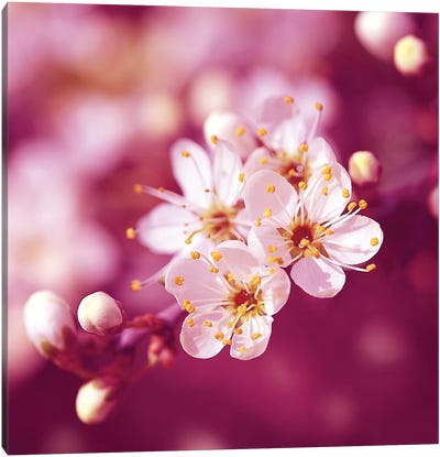 Plum Blossom Canvas Art Print - Ros Berryman