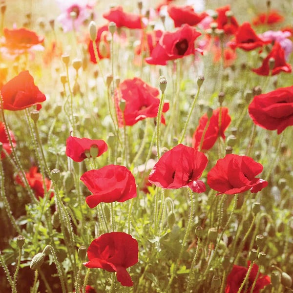 Poppies: Poppy Field by Ros Berryman