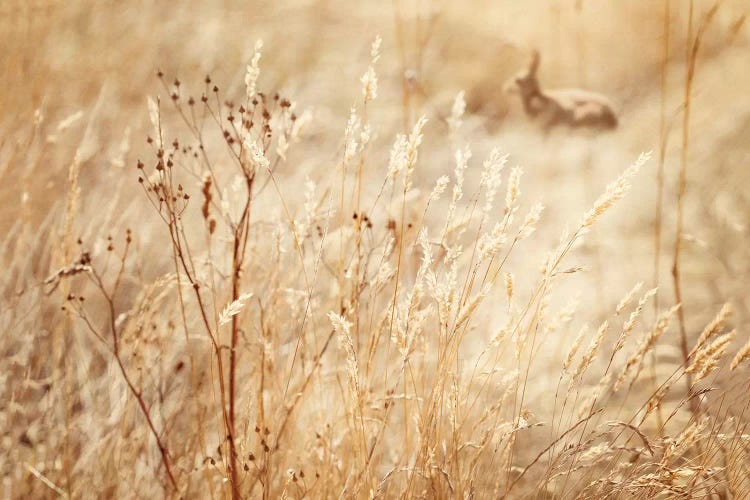 Rabbit In The Grass by Ros Berryman wall art