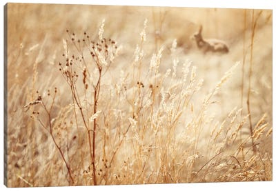 Rabbit In The Grass Canvas Art Print - Ros Berryman