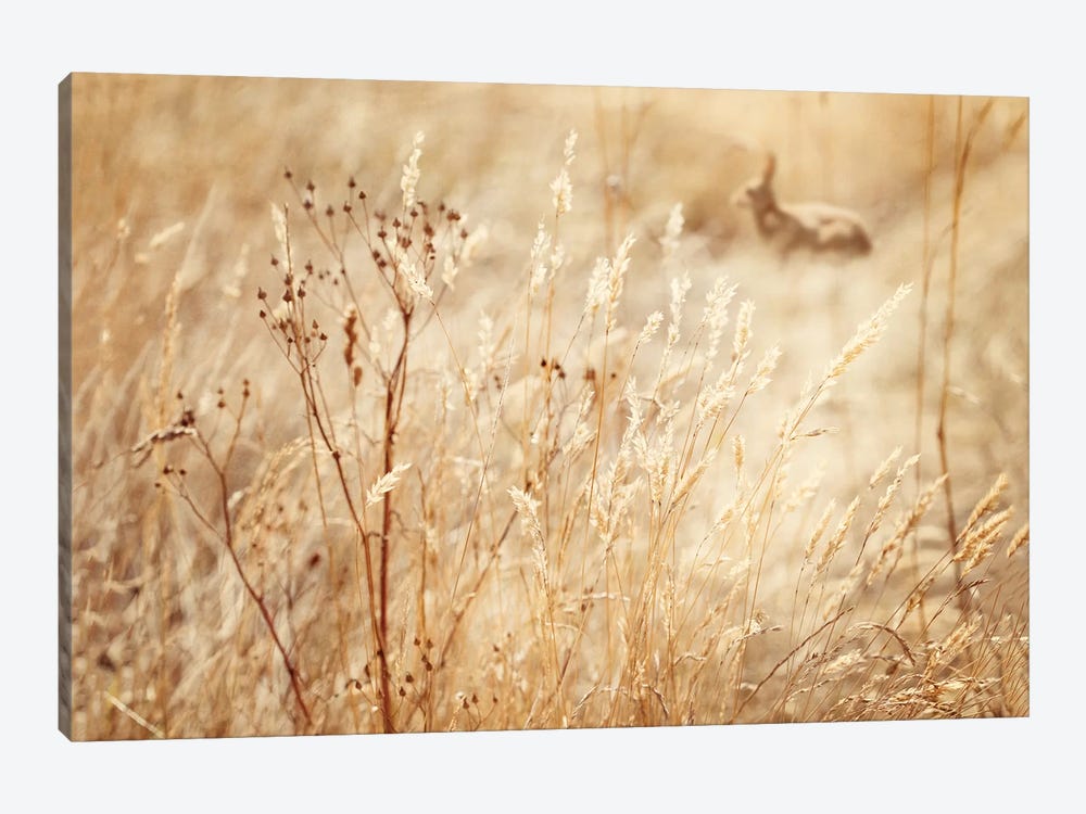 Rabbit In The Grass by Ros Berryman 1-piece Canvas Print
