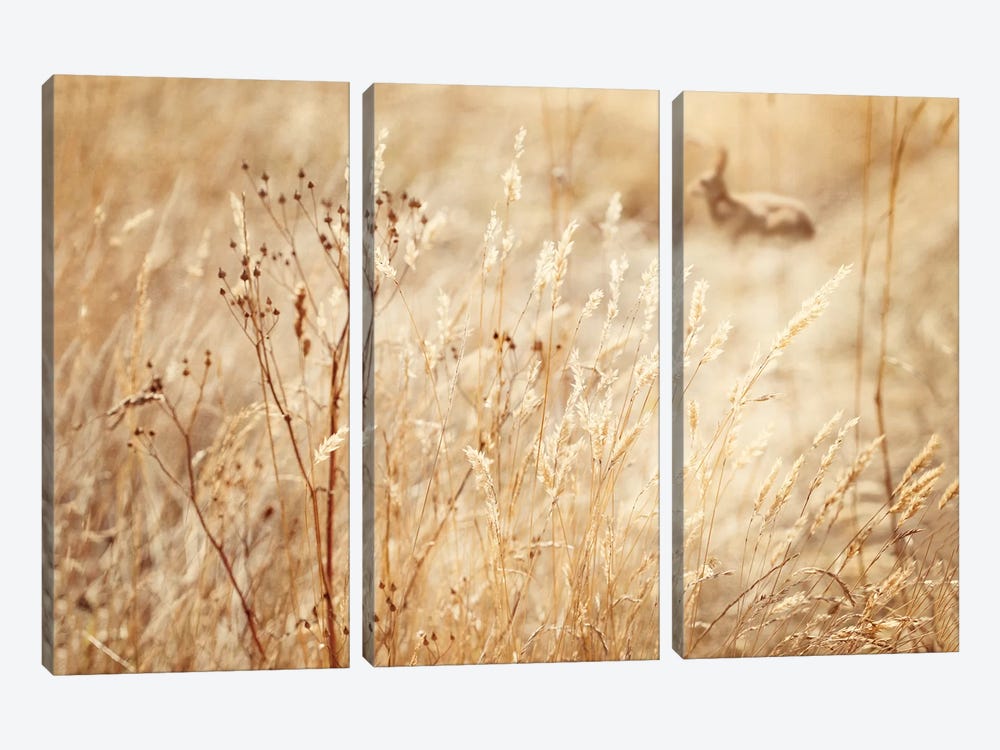 Rabbit In The Grass by Ros Berryman 3-piece Canvas Print