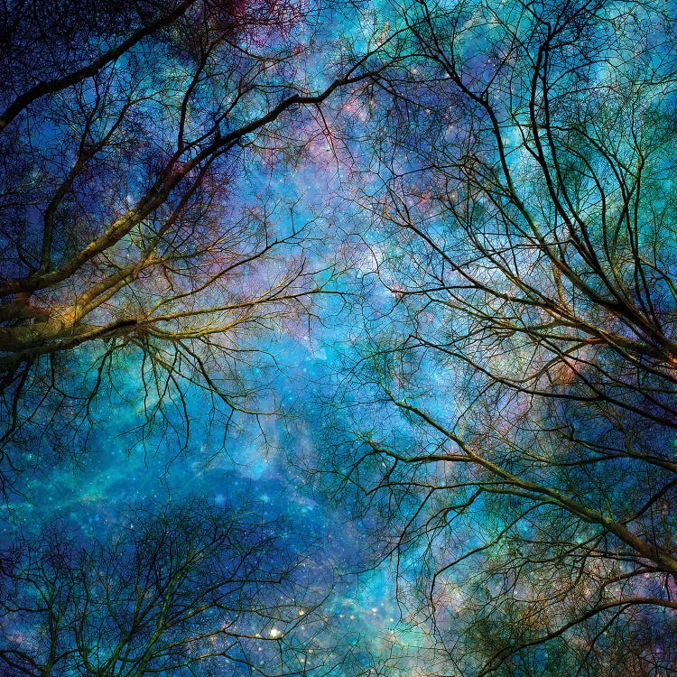 Reaching For The Stars by Ros Berryman wall art